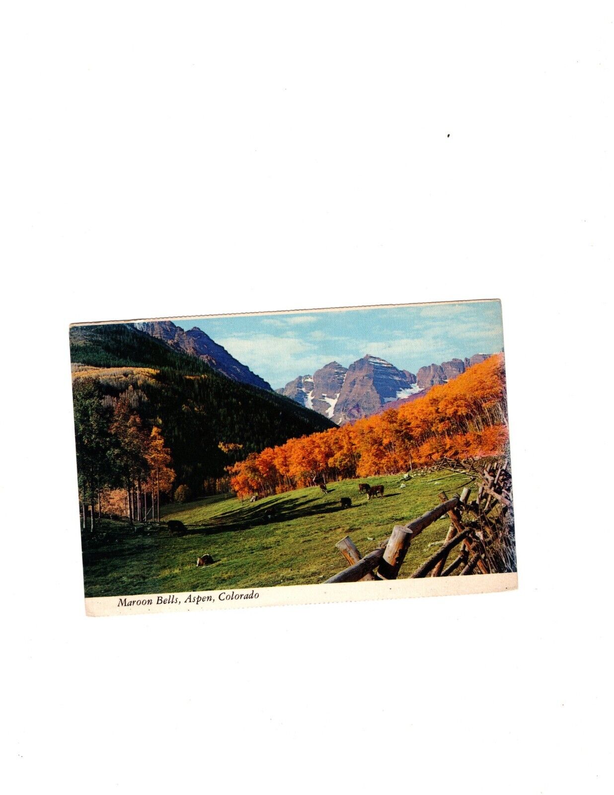 Maroon Bells Aspen Colorado Mountains Trees Cows  PC Posted Color Postcard 1975
