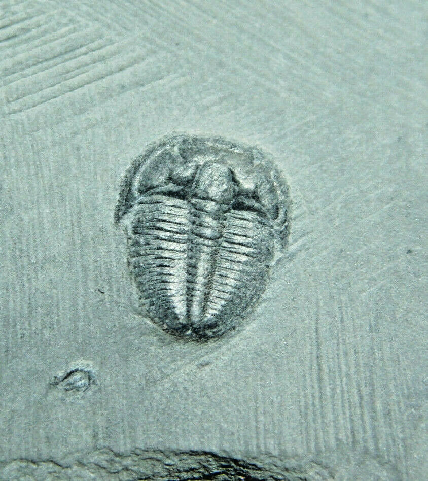 Nice and 100% Natural Elrathia Trilobite Fossil From Utah