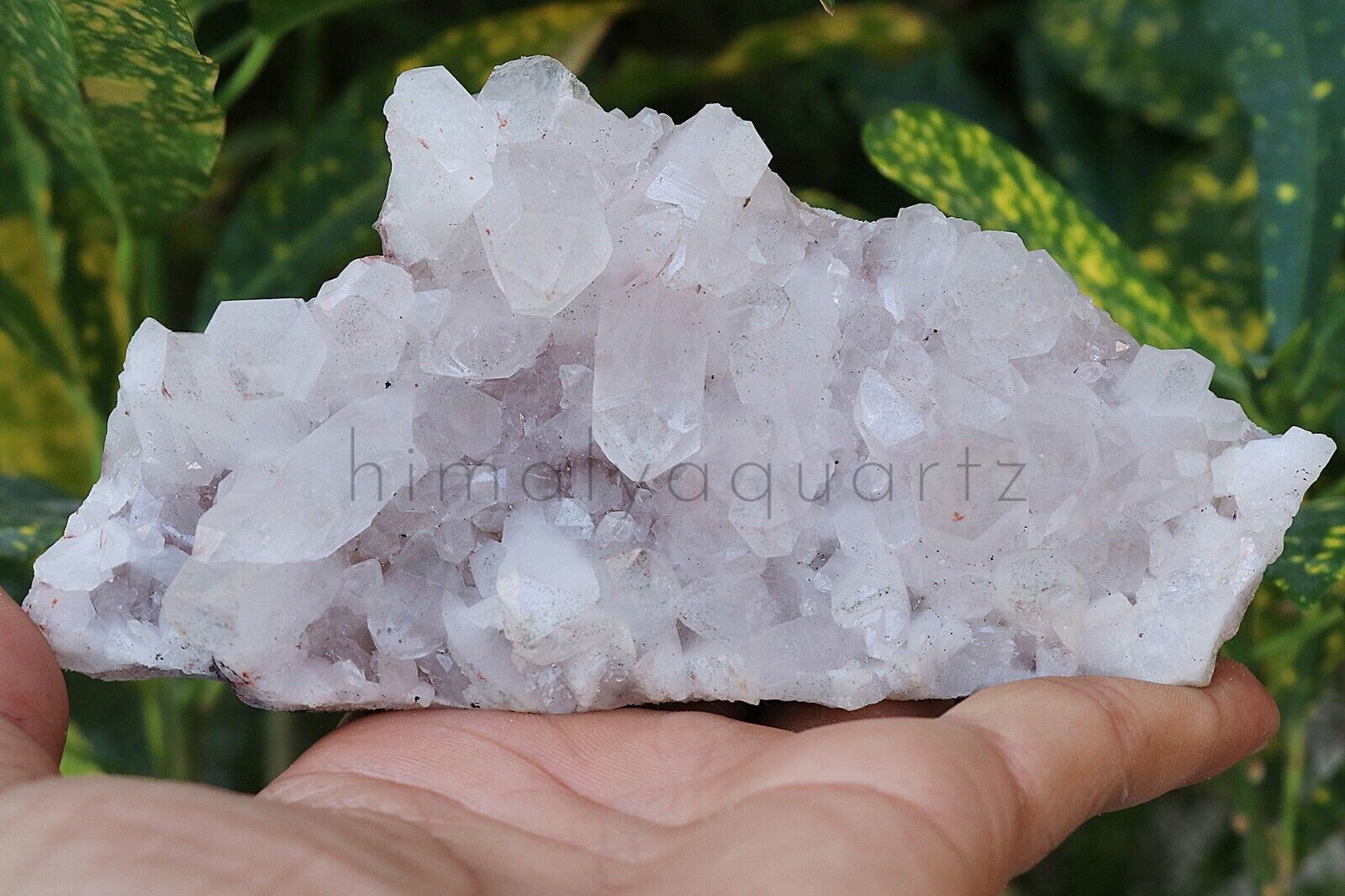 292 gm Natural AAA+ Beautiful White QUARTZ Crystal Cluster Mineral Specimen