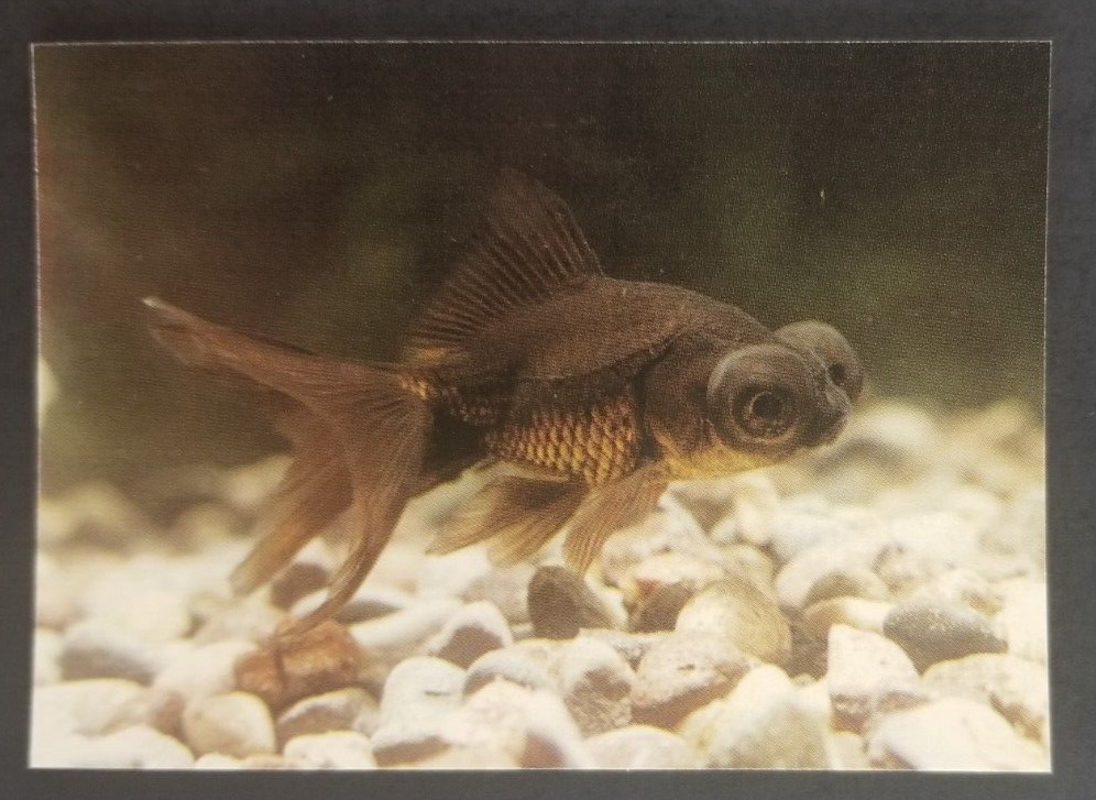 Black Moor Goldfish 1990\'s Tropical Fish Card #24 (NM)