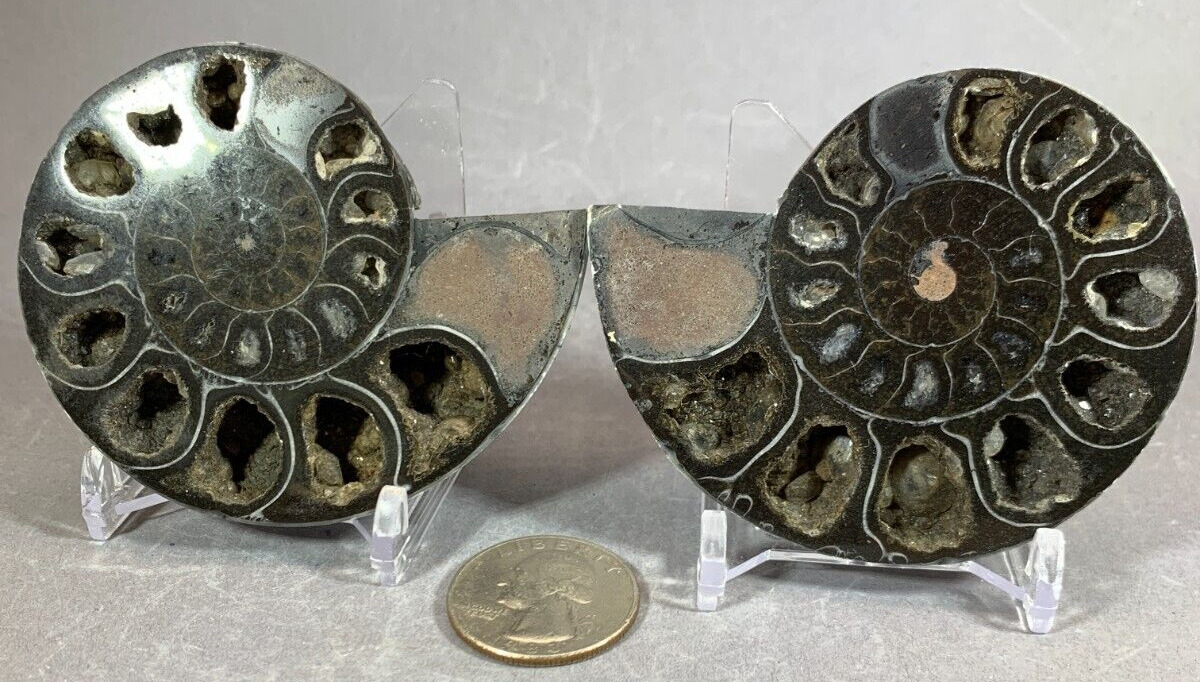 AMMONITE MATCHED PAIR PROFESSIONALLY SPLIT - BLACK - MOTHER OF PEARL BACK