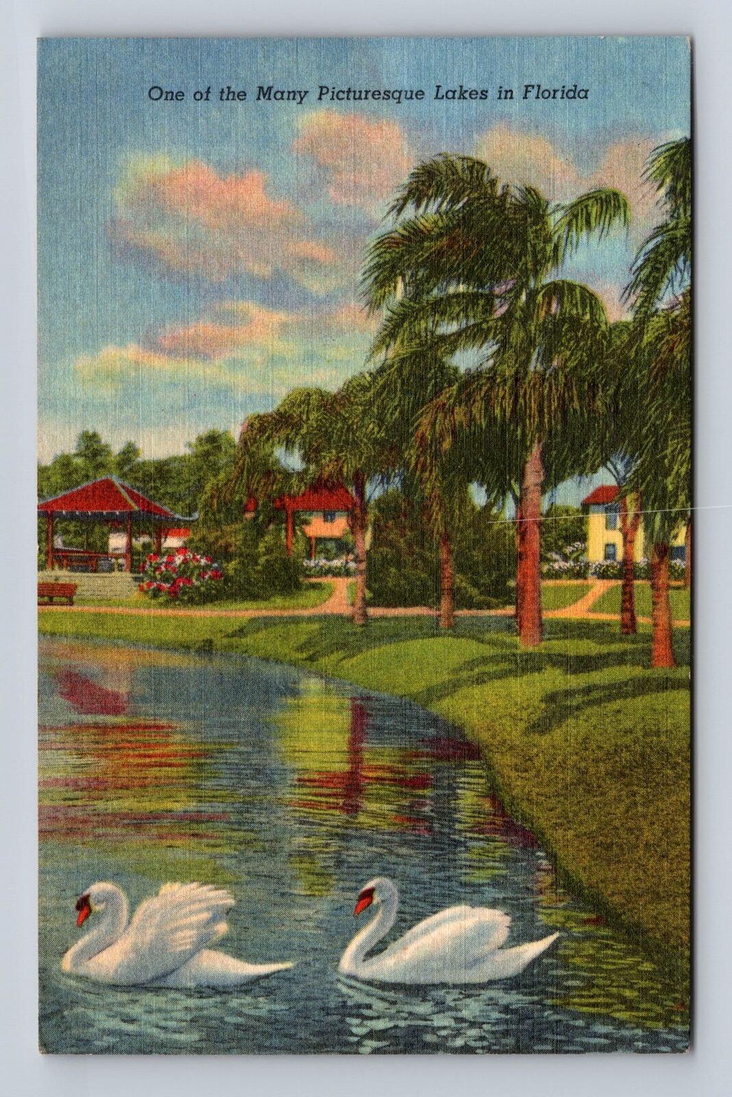 FL-Florida, Swans On The Lake, Antique, Vintage c1960 Souvenir Postcard