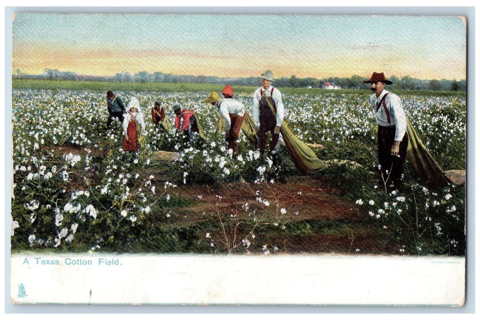 Dallas Texas TX Postcard A Texas Cotton Field And Farmers c1905\'s Tuck Antique