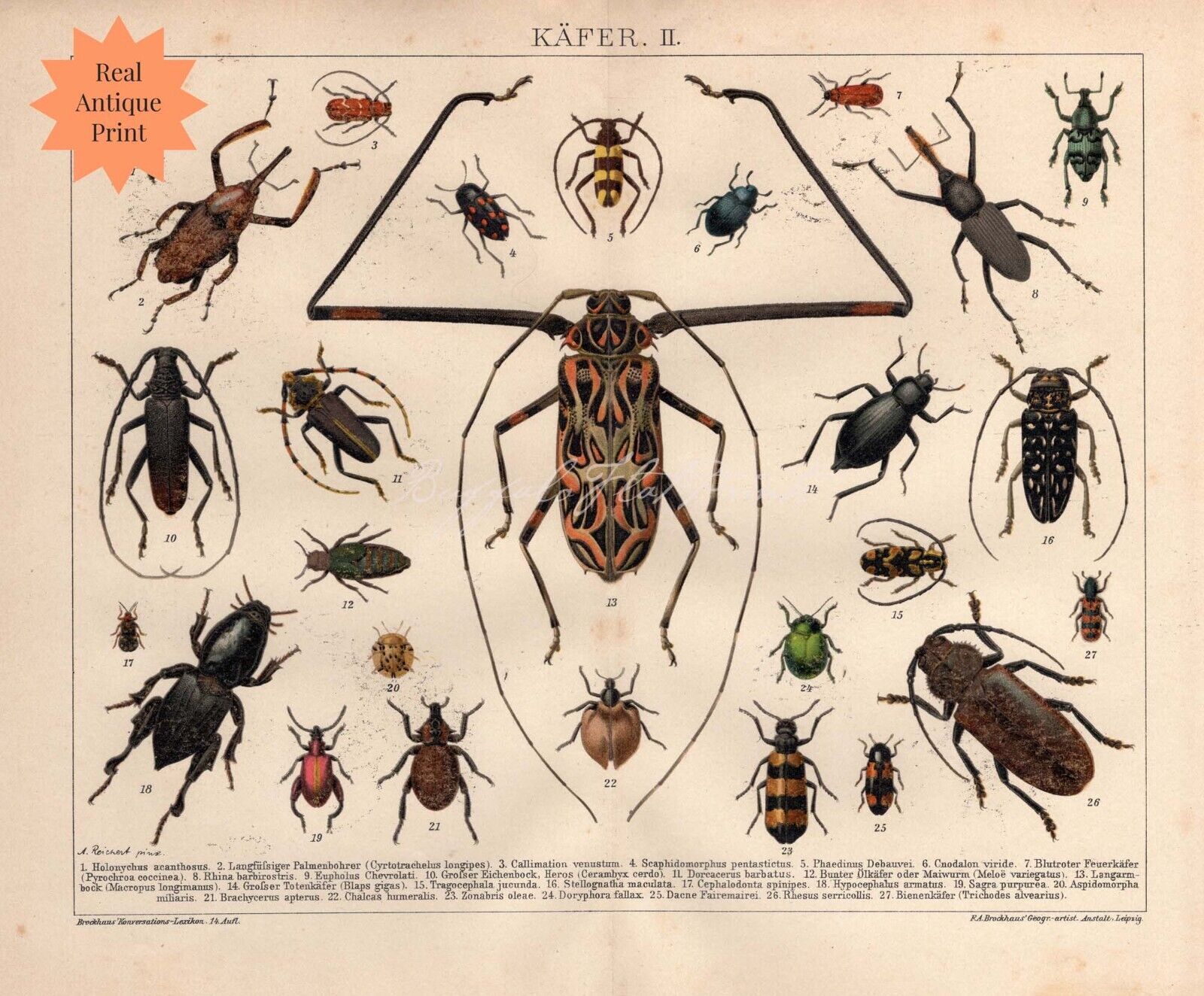Exotic Beetles Antique Print  Insects Entomology Coleopterology Bugs Wall Art