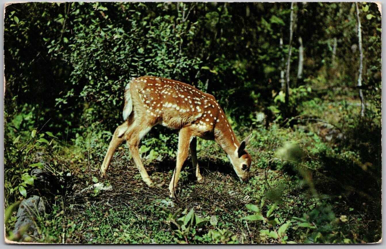 Postcard: Nature\'s Darling - Young Deer in Woodland Scene A51