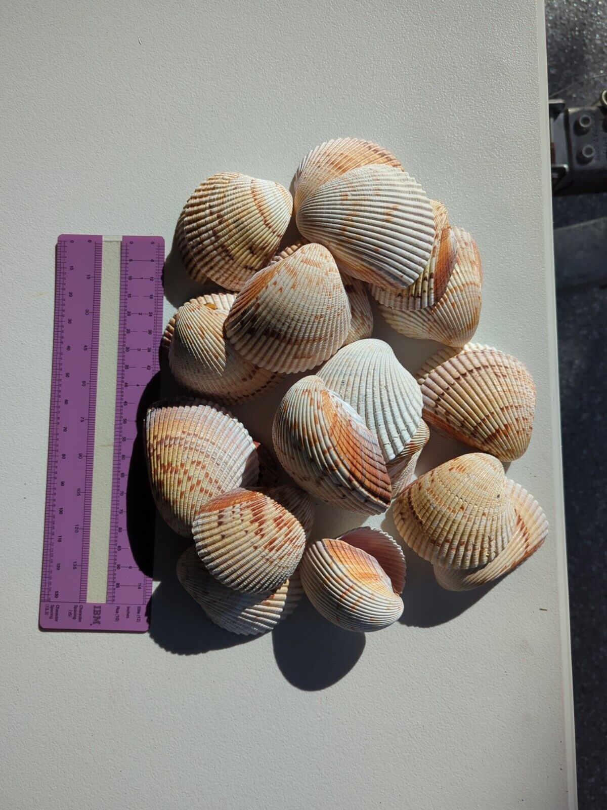 Gallon size bag of large Cockle shells
