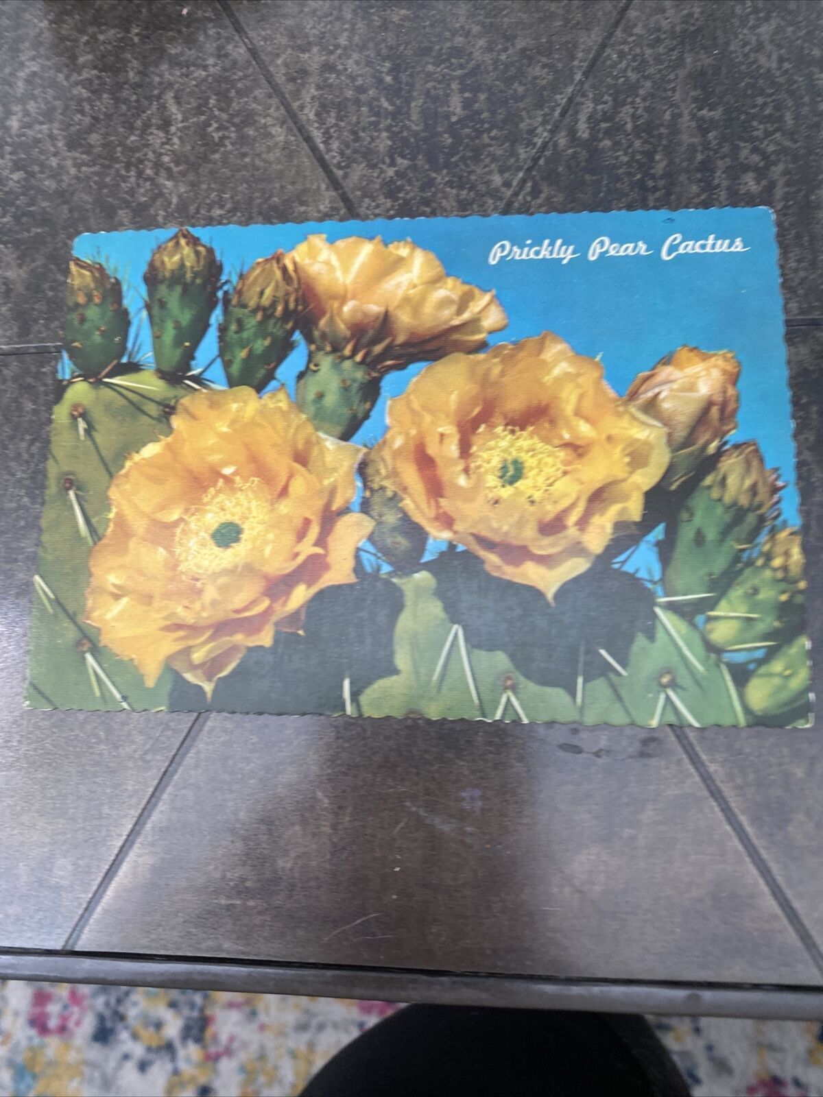 Prickly Pear Cactus Flower Vintage Postcard