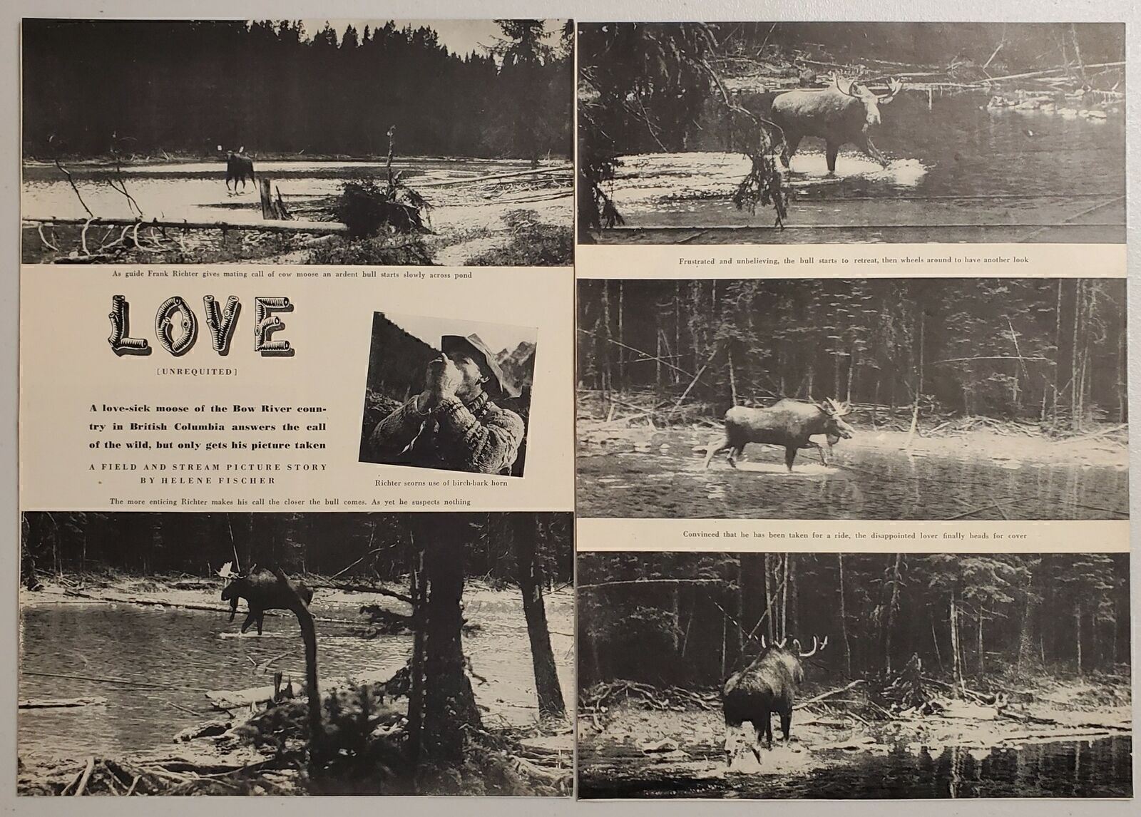 1948 Magazine Photos Bull Moose in the Rut Gets Called by Helene Fischer