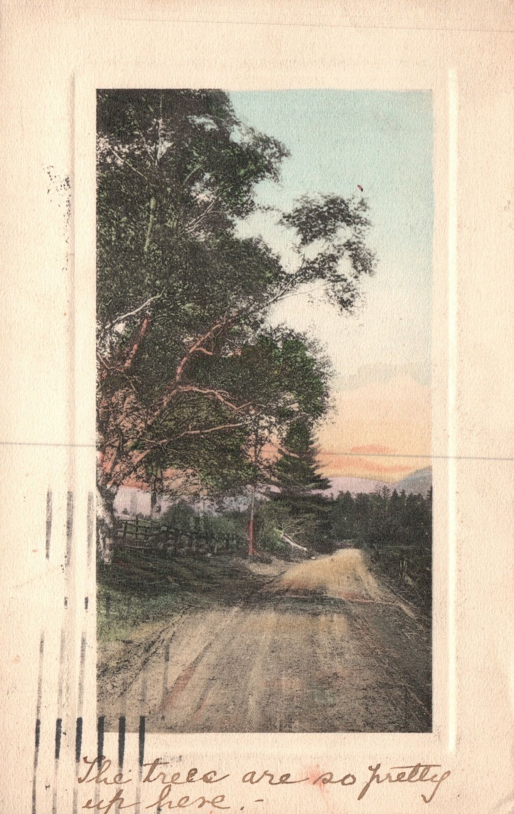 Vintage Postcard 1912 Pretty Trees Along The Roadways Attraction Sightseeing