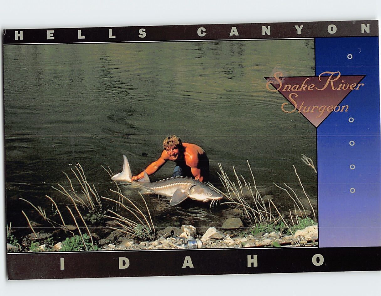 Postcard Hells Canyon  Snake River Sturgeon Idaho USA