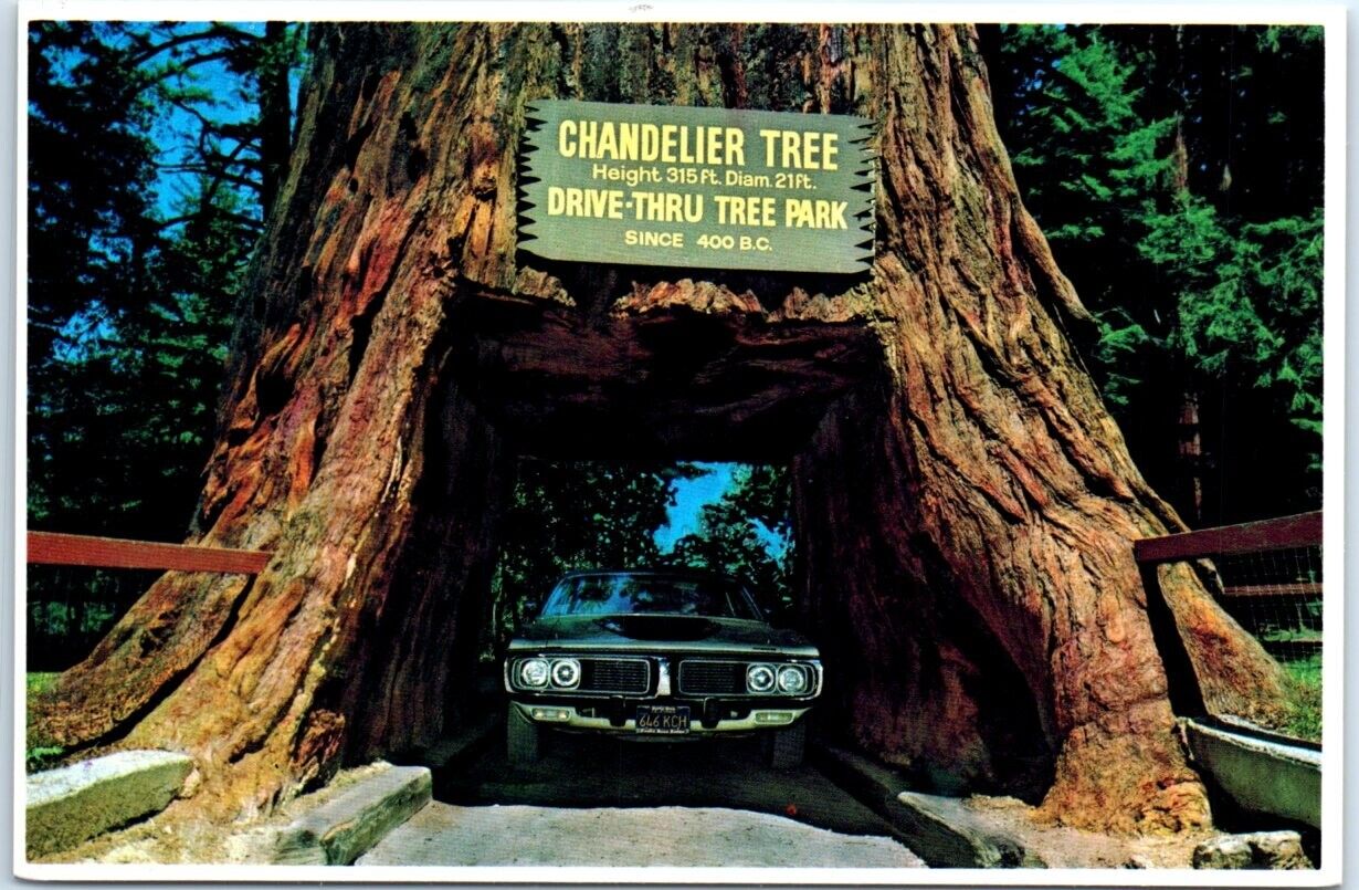Postcard - Chandelier Drive-Thru Tree - Leggett, California