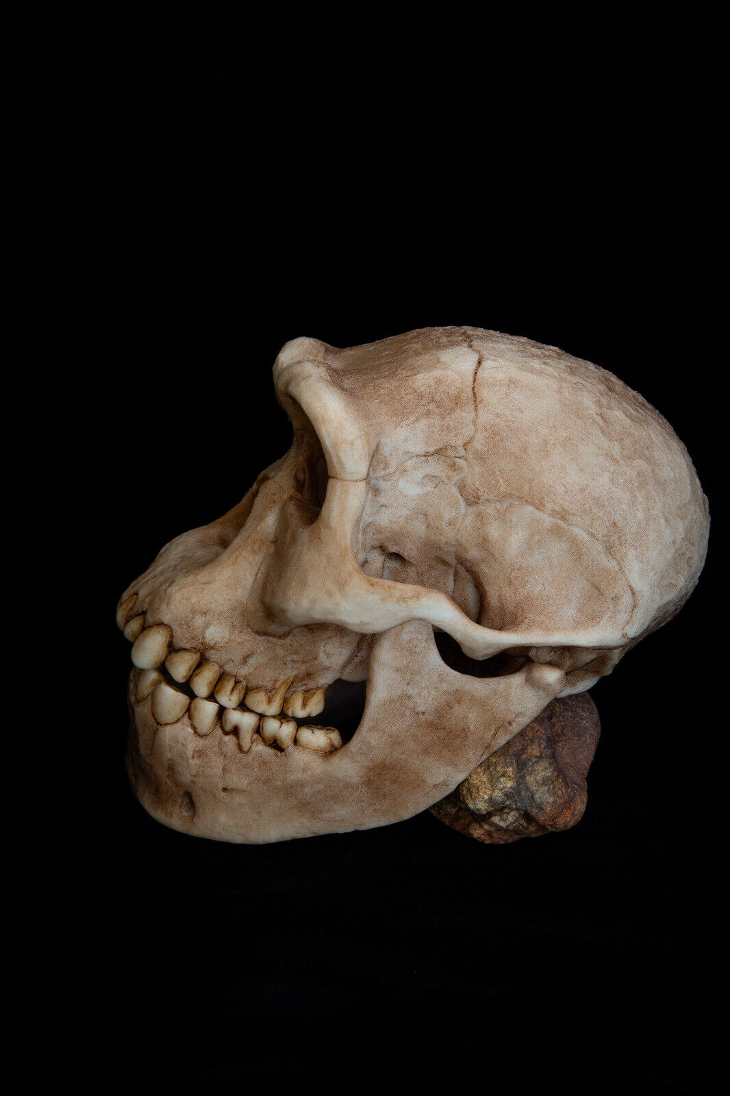 Homo-erectus-Dmanisi Skull - life sized - High Quality Piece - .