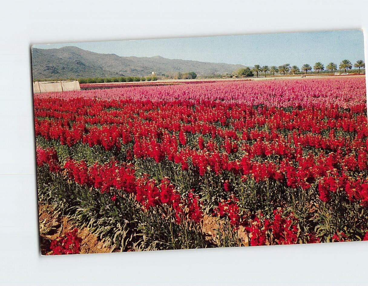 Postcard South Mountain Flower Gardens Arizona USA