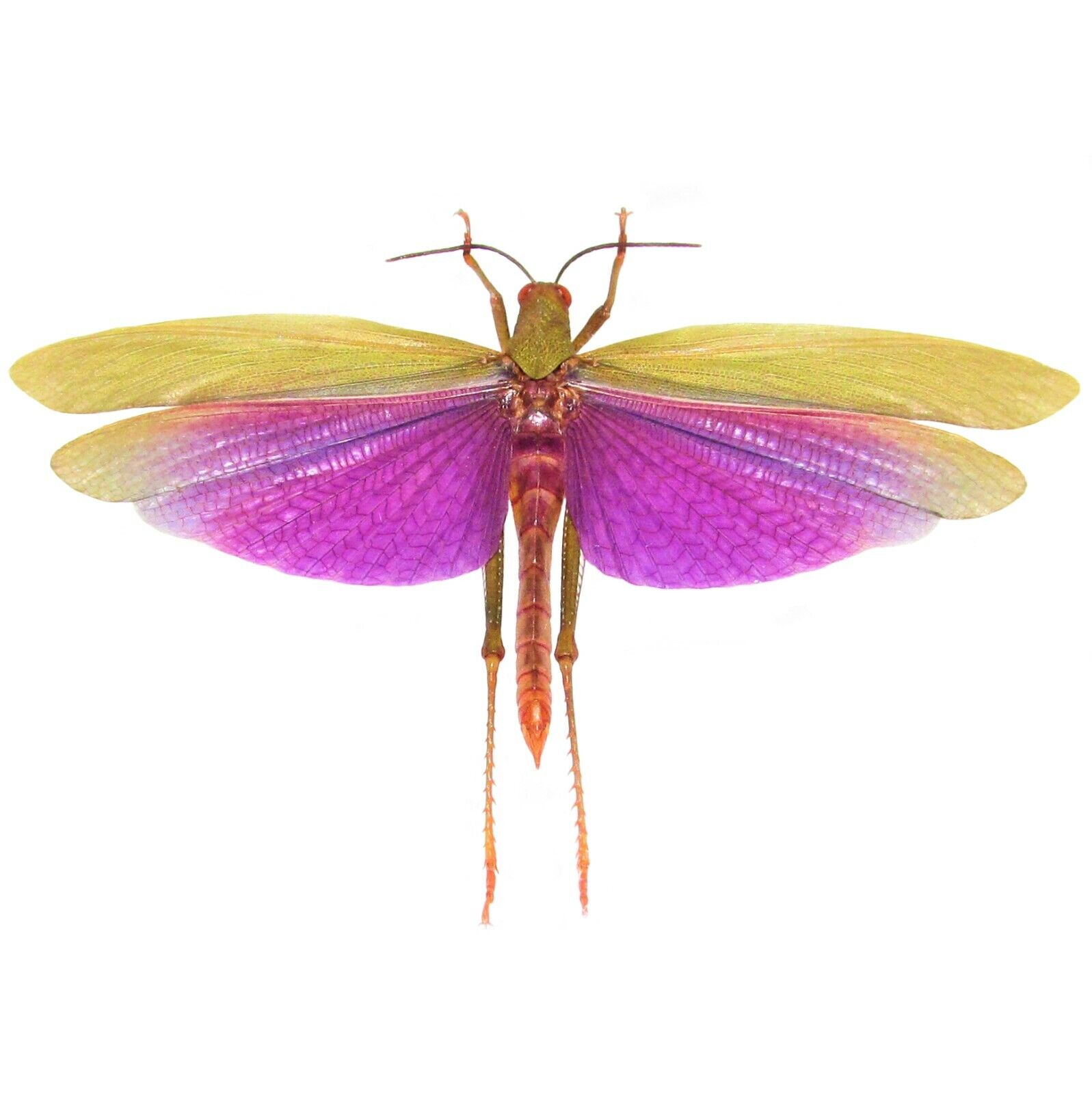 Titanacris albipes FEMALE purple grasshopper Peru UNMOUNTED WINGS CLOSED