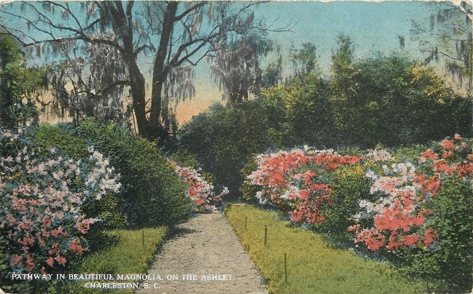 Charleston South Carolina~Pathway in Magnolia on the Ashley River~1914 Postcard