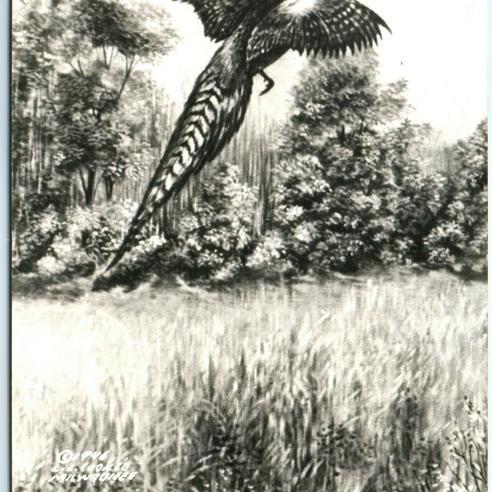 1946 Dakota Pheasant RPPC Artistic Drawing Real Photo Postcard Cook Milwaukee A5