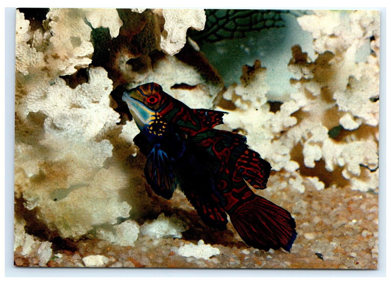Tropical Aquarium Striped Angelfish Postcard