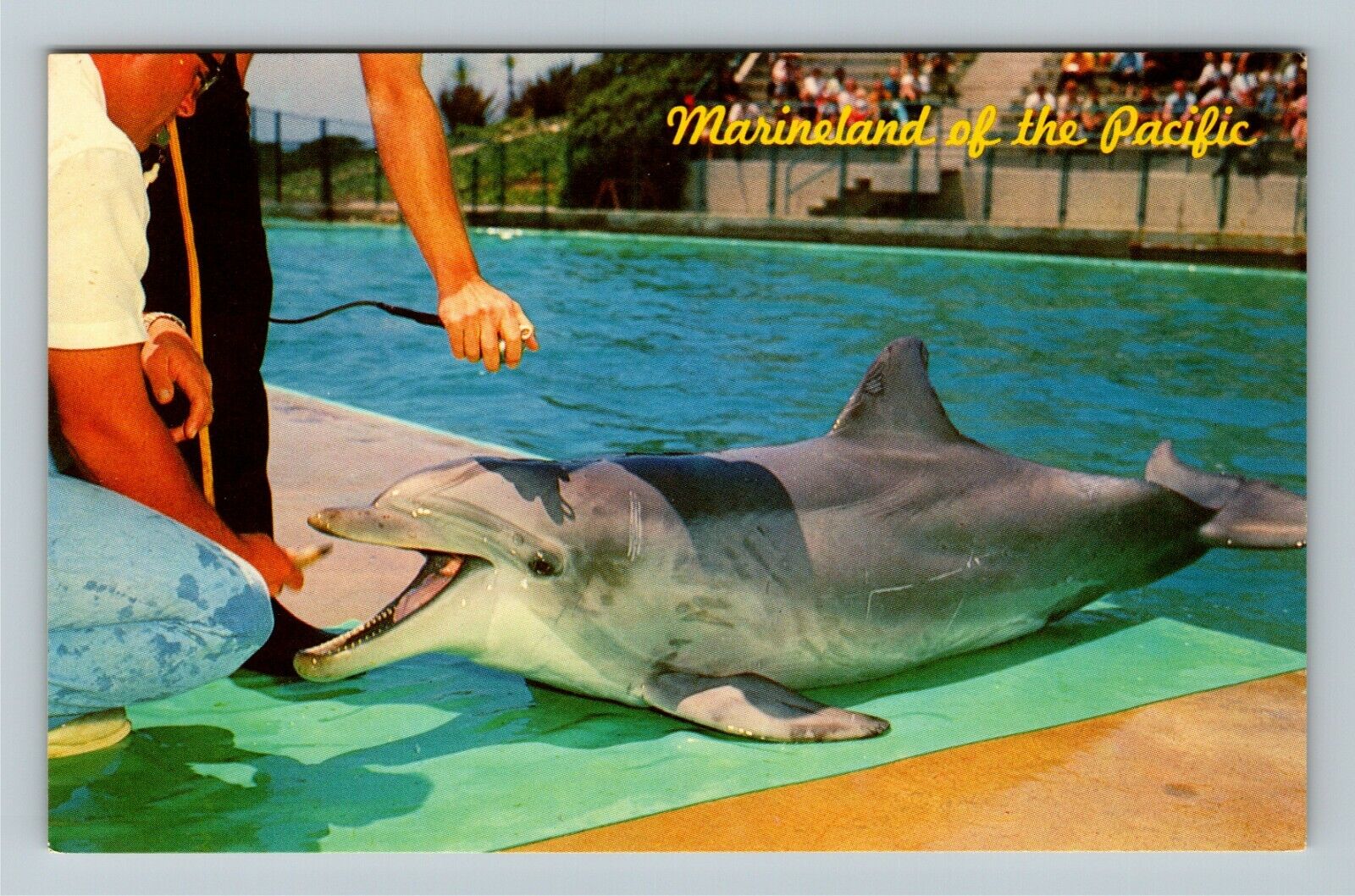 Marineland The Pacific CA-California, Flipper The Dolphin, Vintage Postcard