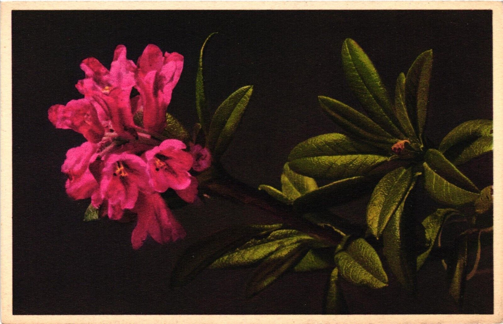 Rhododendron Ferrugineum - Alpenrose Rusty Leaved Alpine Rose Vtg Postcard DB