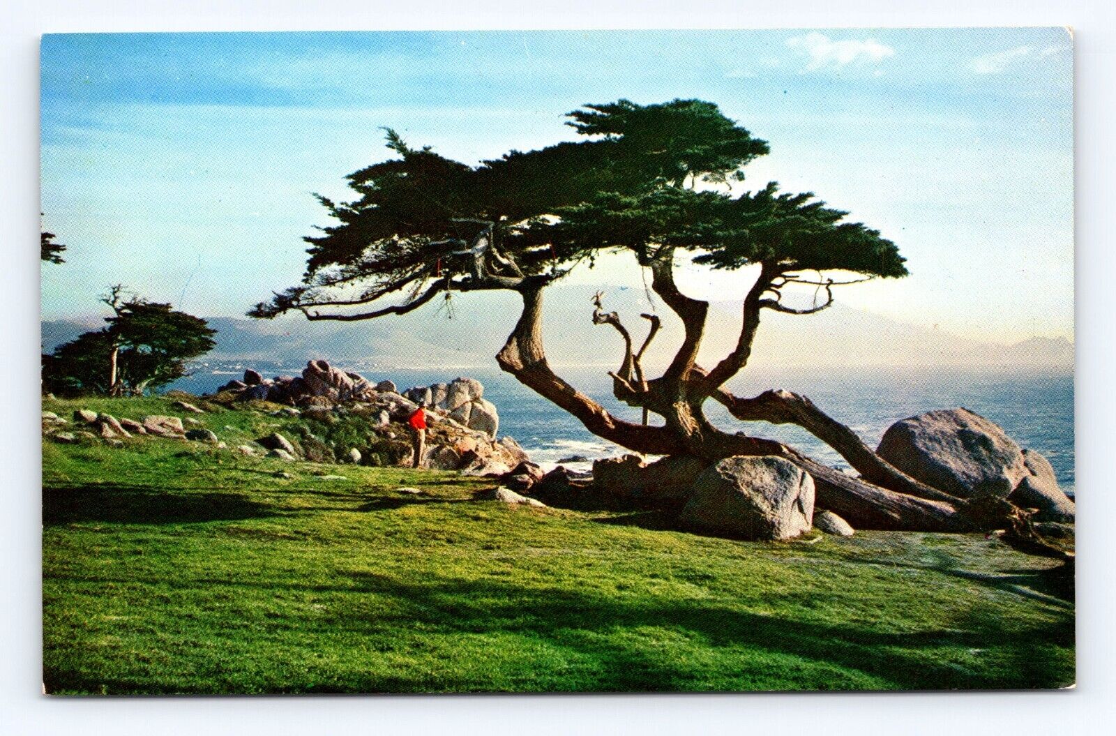 Old Postcard Cypress Tree Sea Ocean Pebble Beach Golf Course