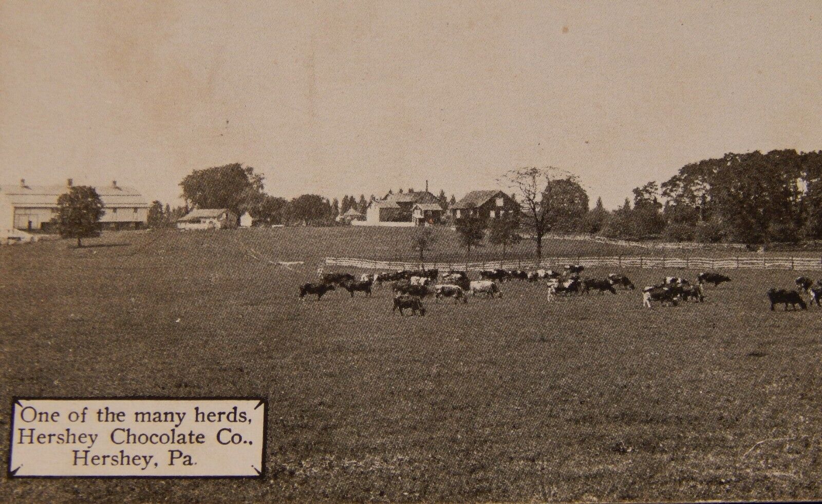 Vintage Postcard, HERSHEY, PA, Milk Cow Herd At Hershey Chocolate Company