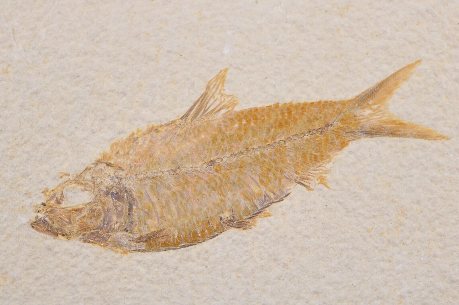 Knightia eocaena Fossil Fish Fossil Lake Green River Fm Wyoming COA 11630