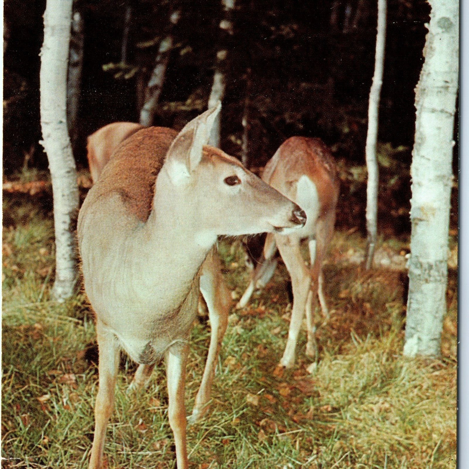 1959 YMCA Camp Archibald Deer Vacationland Aqualand Boulder Junction, Wis. A67