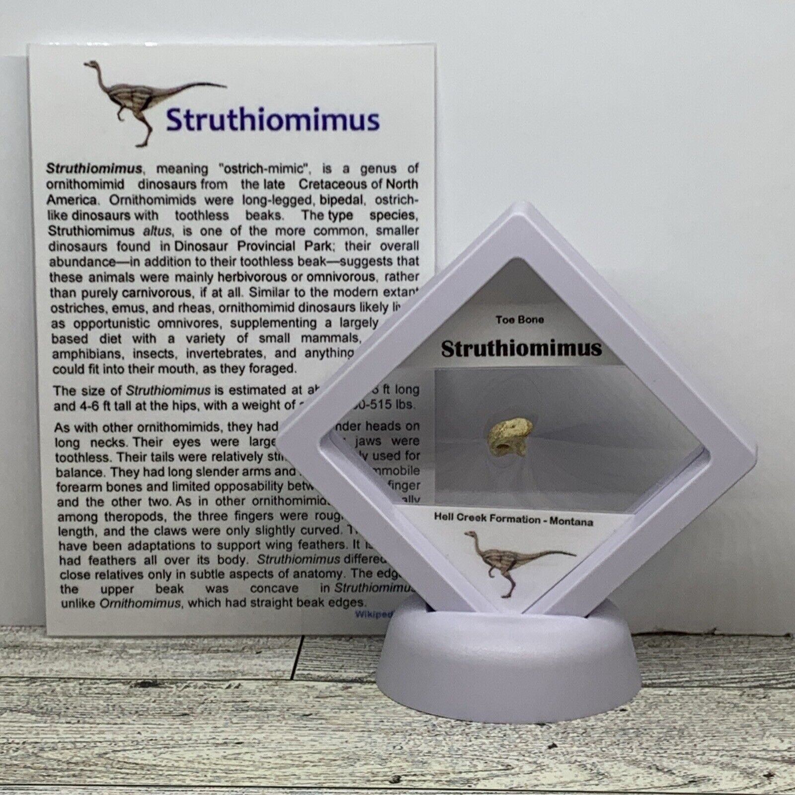 Struthiomimus Extinct Dinosaur Toe Bone Fossil in Display Case Rare