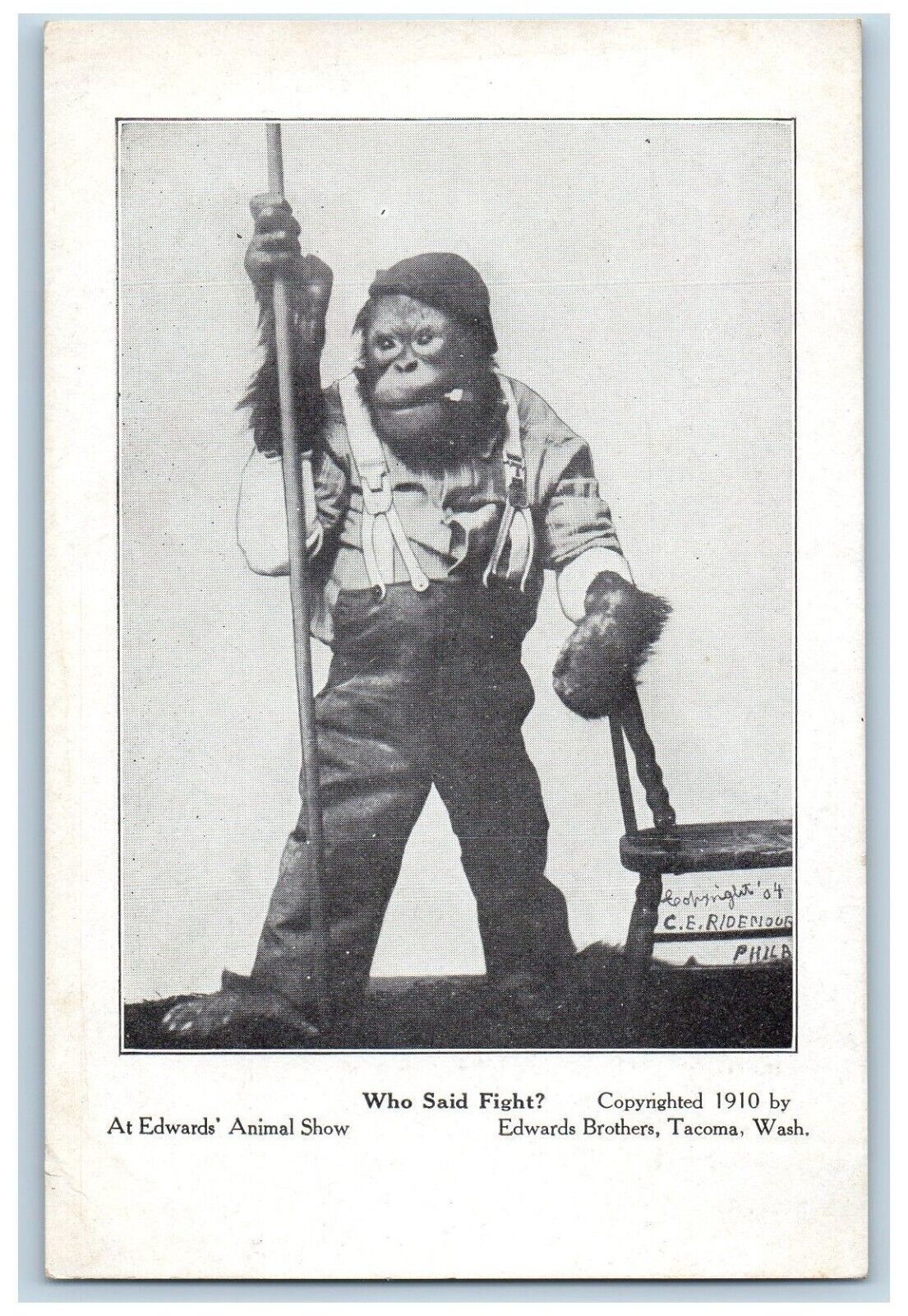 Tacoma Washington WA Postcard Who Said Fight Circus Ape Monkey With Pipe c1905