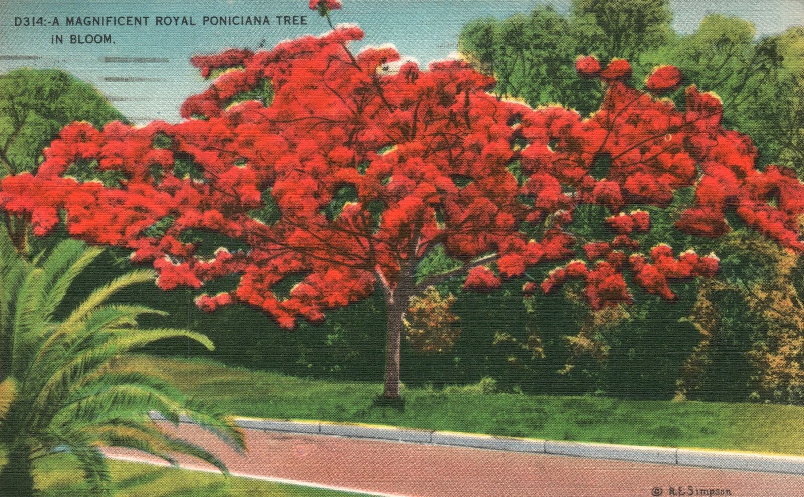 Vintage Postcard 1949 A Magnificent Royal Poinciana Tree In Bloom