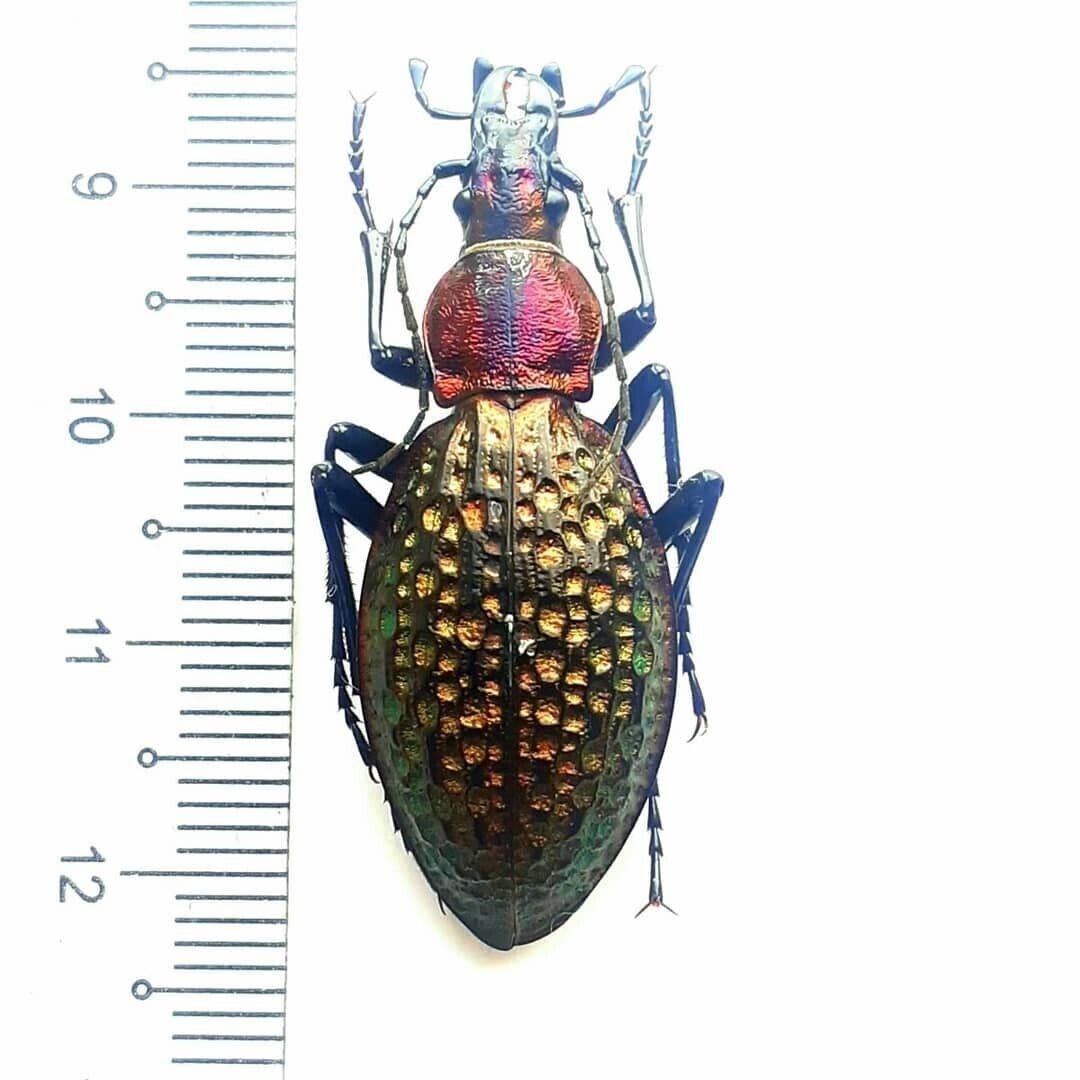 carabidae, Carabus (Acoptolabrus) lopatini А1 Morawitz 1886 female, insect