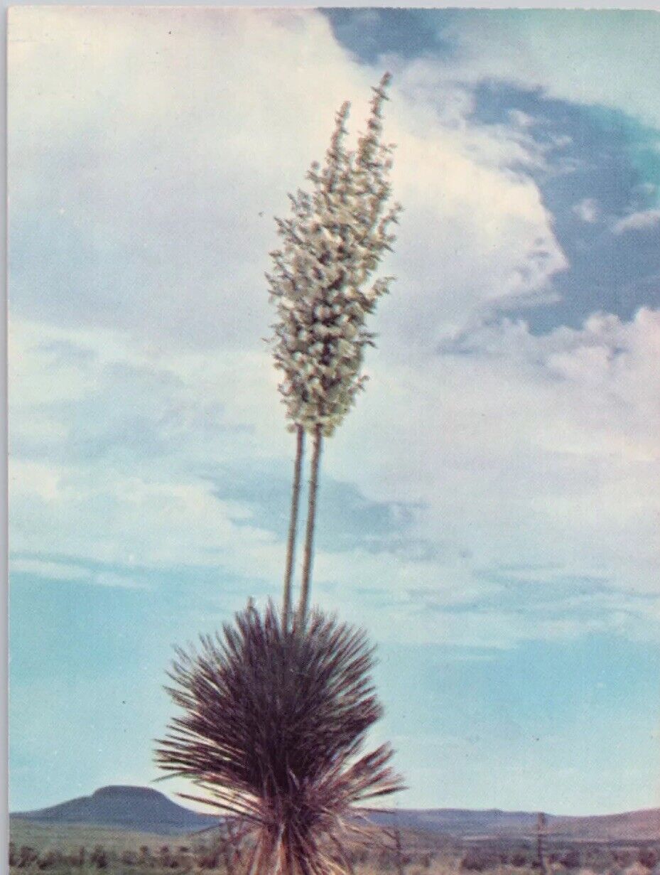 Desert Near Baker Yucca Rubber Producing Species 1960s Vintage Postcard Unposted