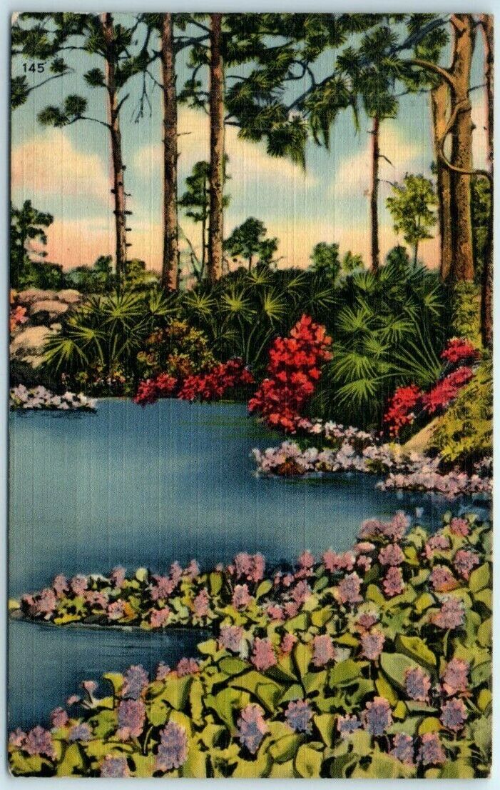 Postcard - A Hyacinth Pool, Florida