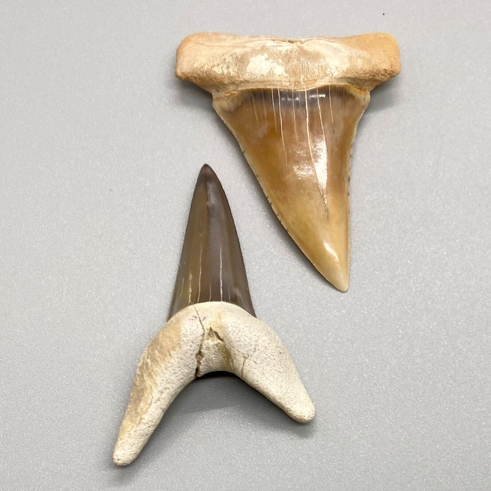 Pair of GORGEOUS and colorful Fossil EXTINCT MAKO Shark Teeth - Peru