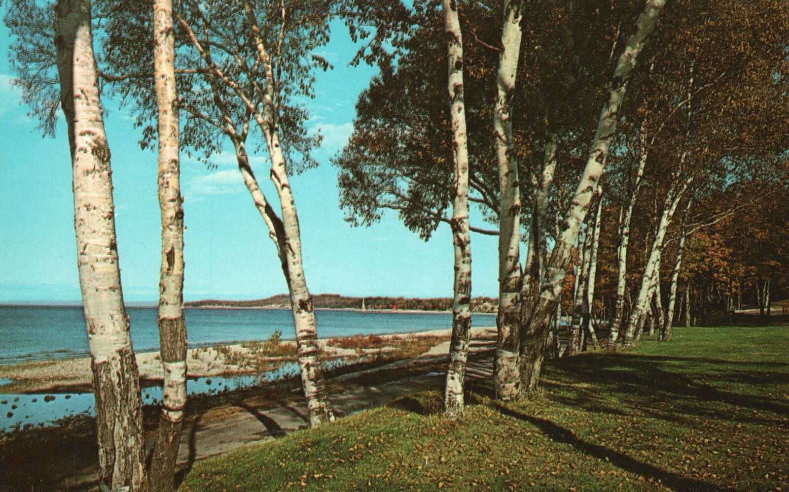 Vintage Postcard 1920\'s White Birches Blue Waters Inland Lakes Michigan Avery