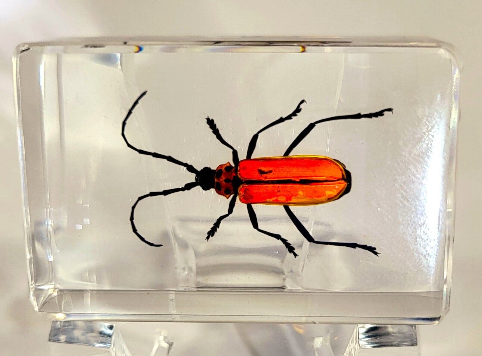 44mm Real Red Longhorn Beetle in Clear Lucite Resin Science Education Specimen