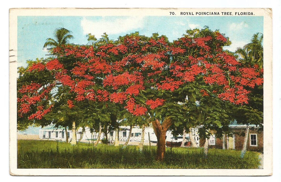 Poinciana Tree FL Postcard Florida c1920s