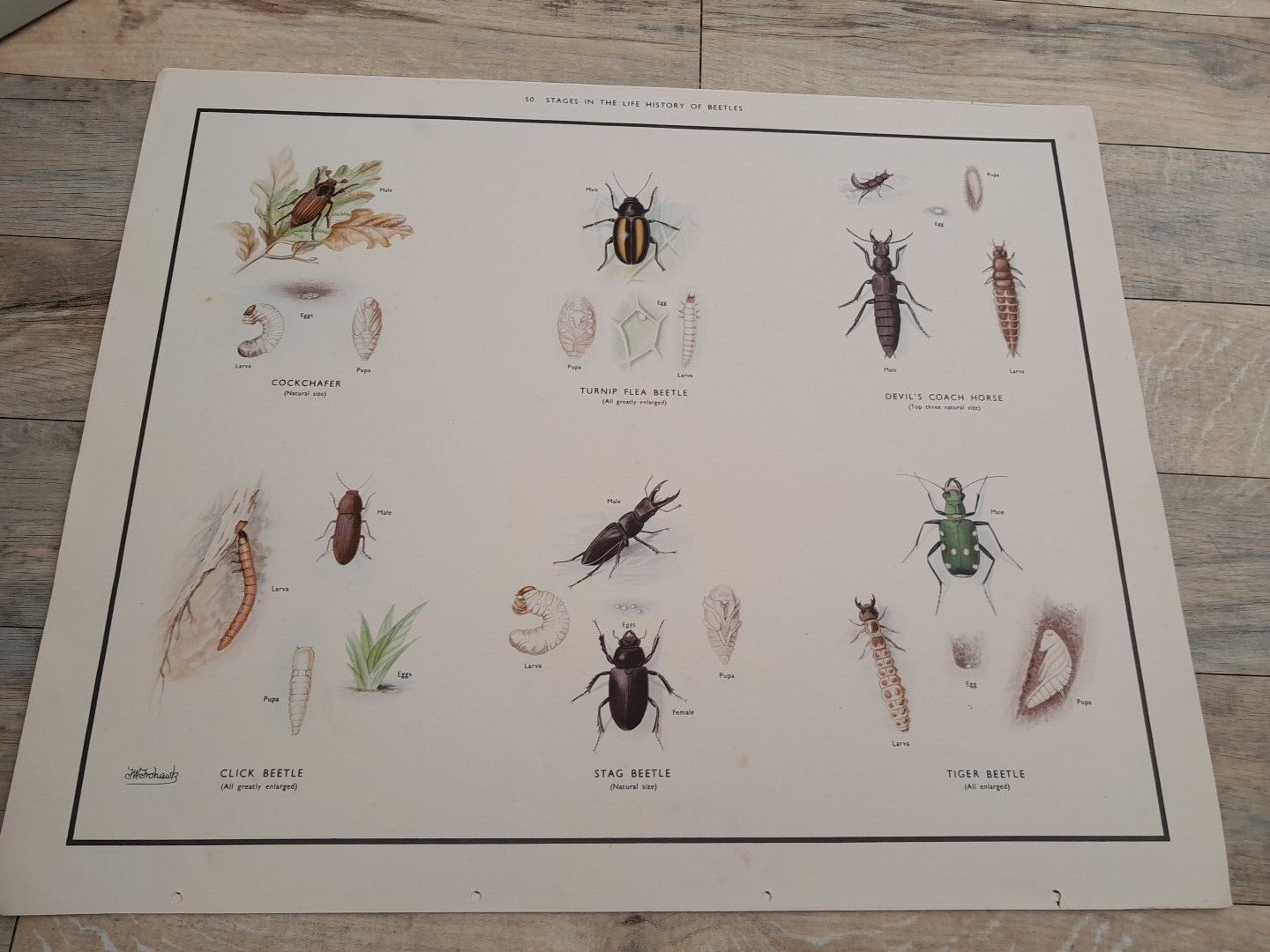 Vintage Botanical Poster Life Of Beetles  Science Biology Wall