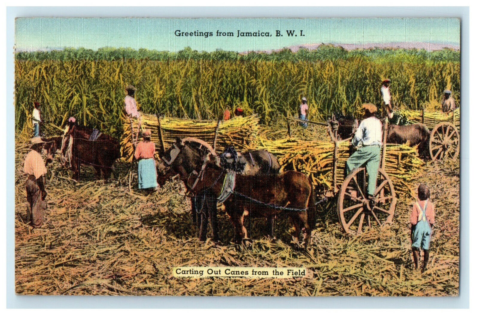 c1950s Carting Out Canes from Field Greetings from Jamaica BWI Postcard