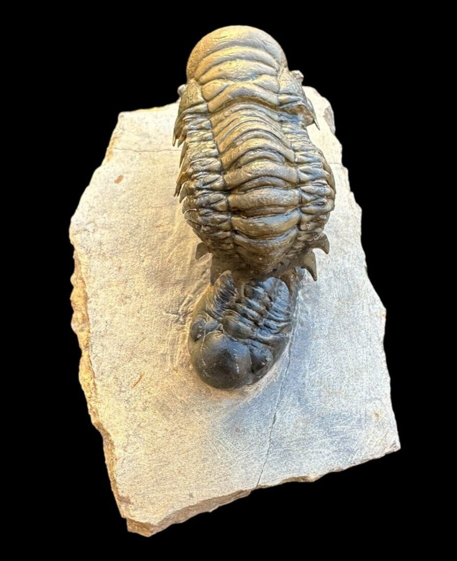 Great quality Flying Trilobite Fossil from Morocco: A Piece of Natural History