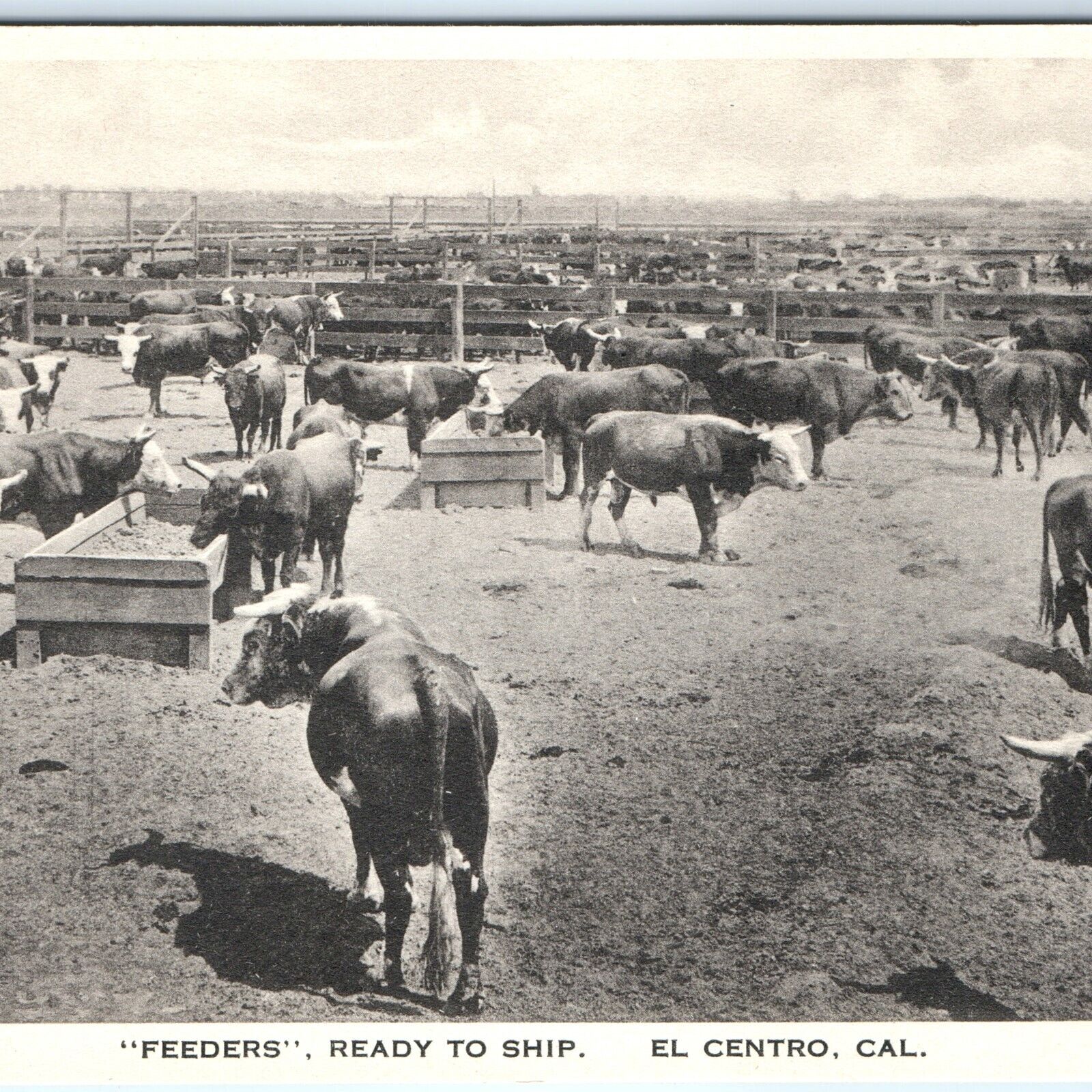 c1930s El Centro, Cali Cattle Feeders Albertype Postcard CA Davis Drug Store A88