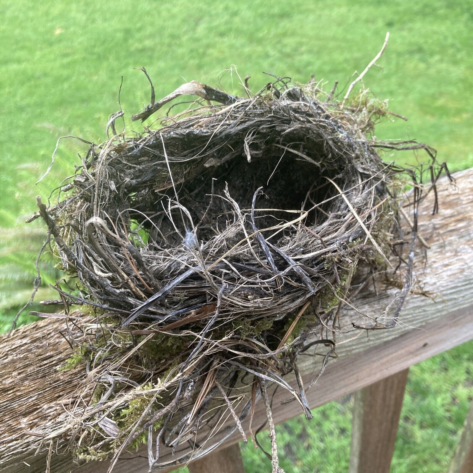 Real-life Bird Sparrow’s Nest made from grasses, twigs, moss and mud.