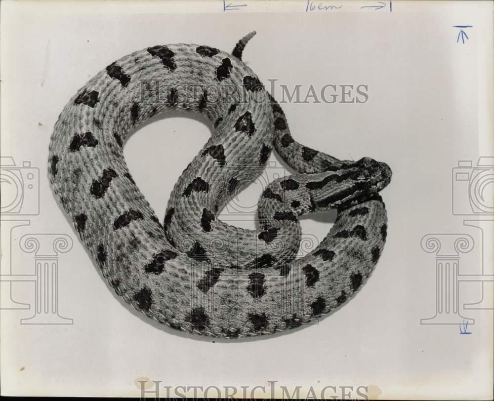 Press Photo Western ground miniature rattlesnake found in Spring Branch, Texas.