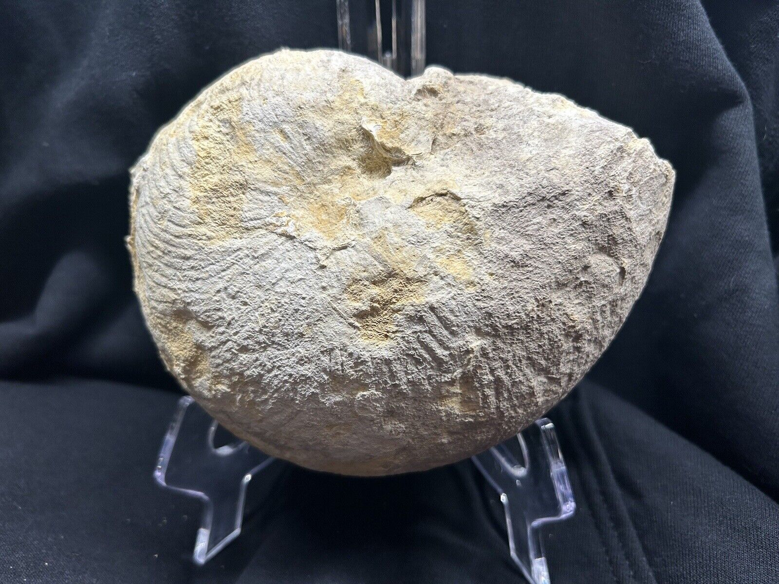 Robust 6” Texas Fossil Nautiloid Ammonite, Cymatoceras Sp, Grayson Fm Tarrant Co