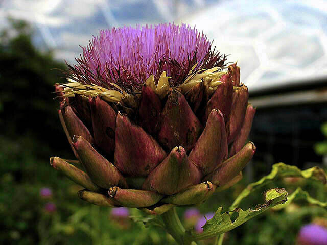 Photo 6x4 Vegetable Garden Flower: Eden Project St Austell This beautiful c2006