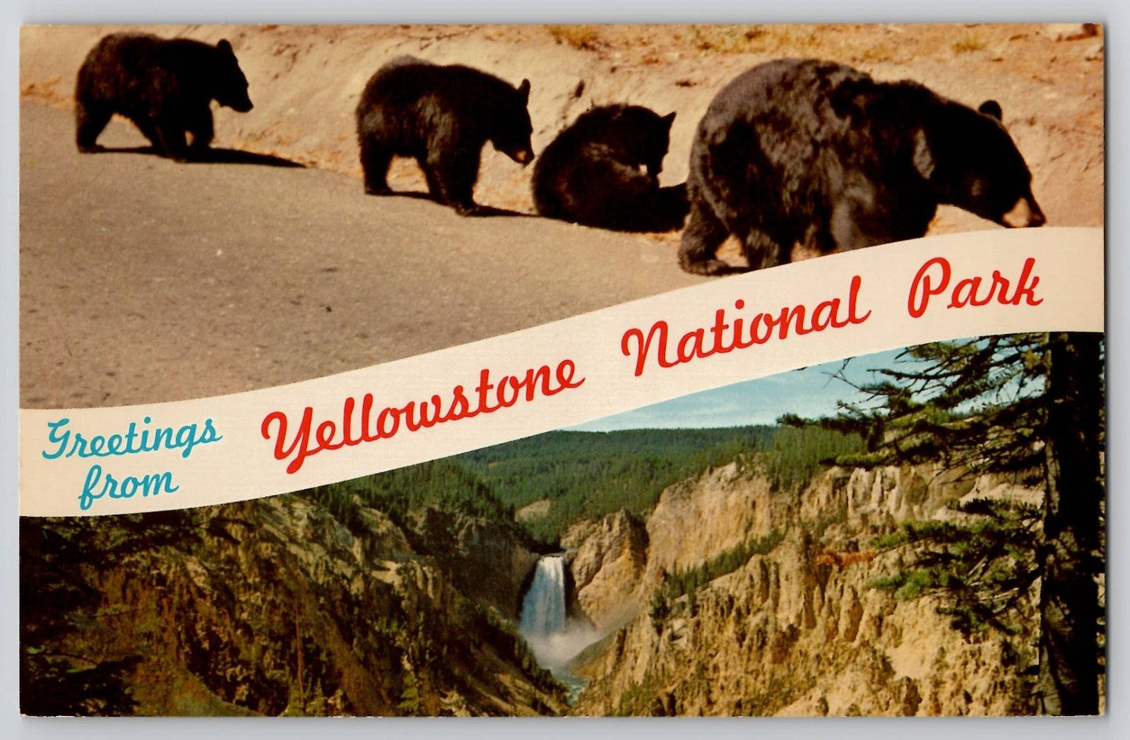 Greetings from Yellowstone National Park Black Bear Cubs Chrome Postcard Unused