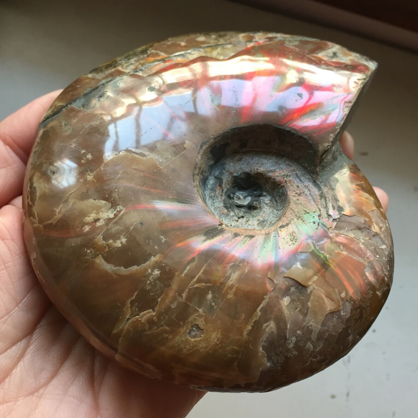 Rainbow424g  Natural conch Ammonite fossil specimens of Madagascar 356