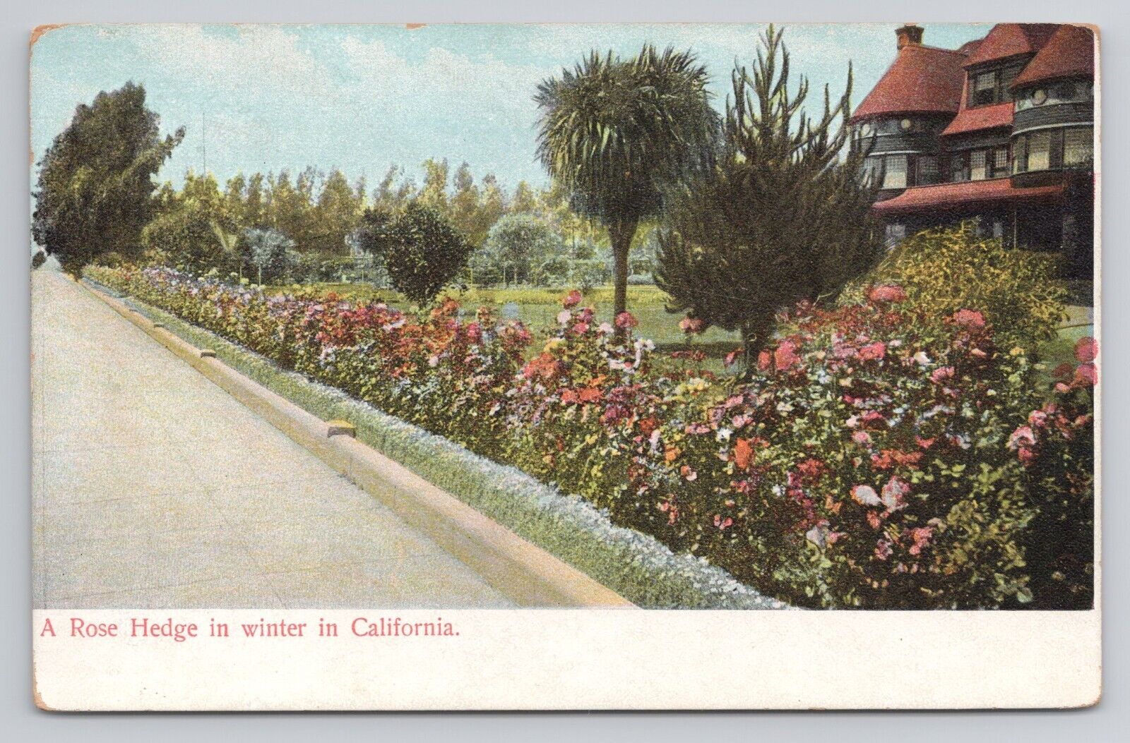 A Rose Hedge in Winter in California c1907 Antique Postcard