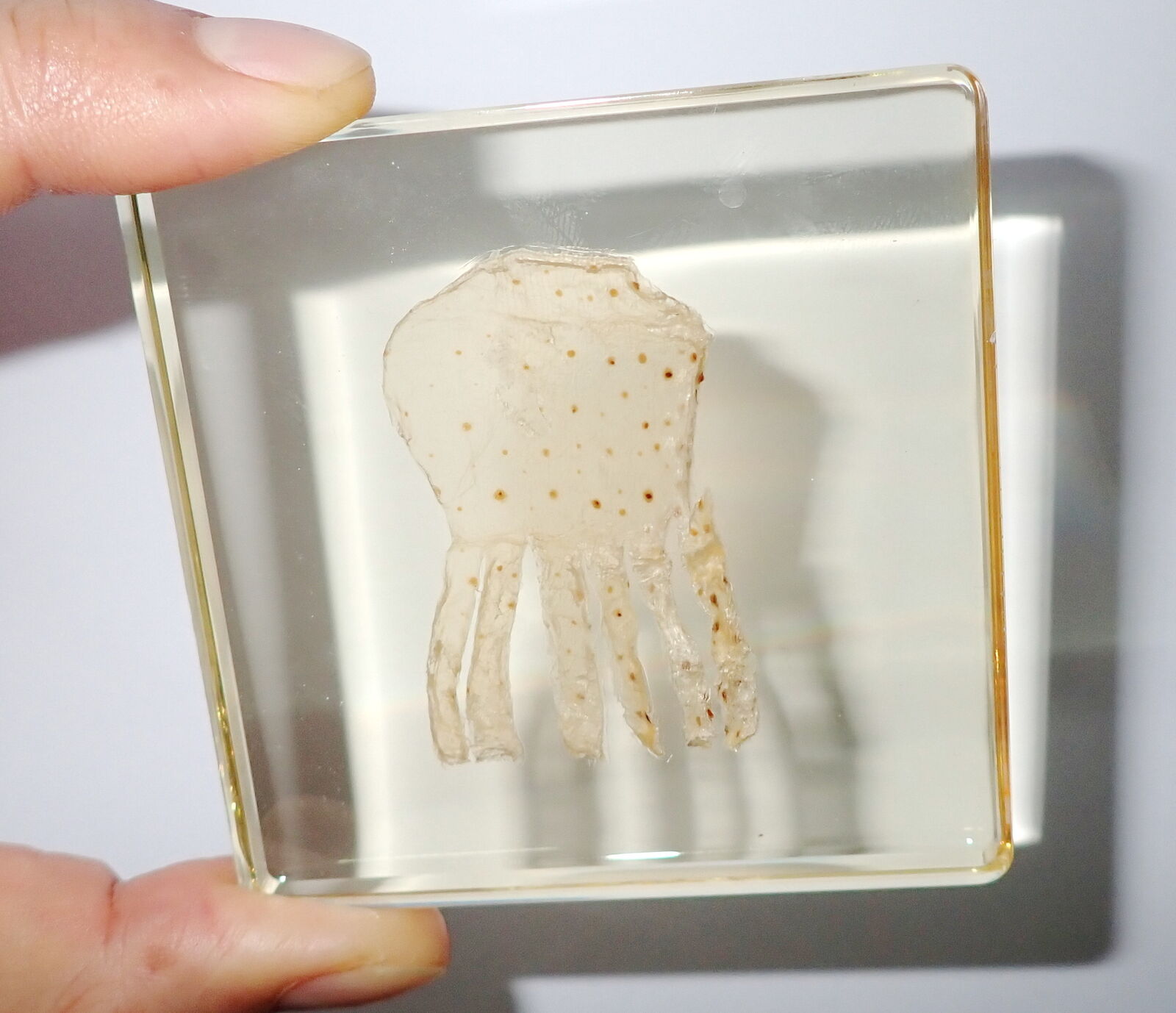 Sand Jellyfish 75x75x10 mm Amber Clear Square Slide Education Specimen SS75A