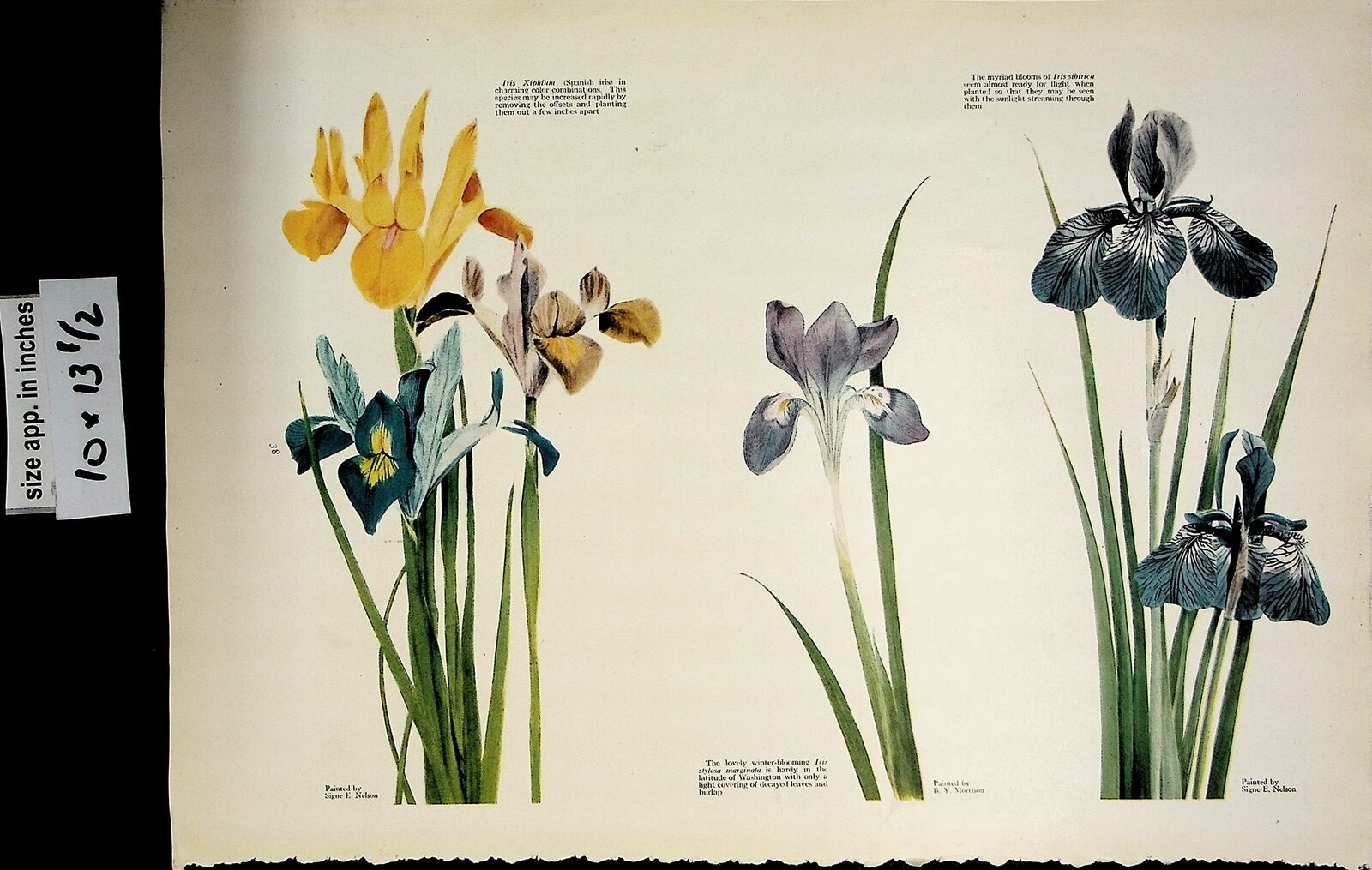 1919 Winter Blooming Iris Blue Yellow Violet Flower Vintage Print 6043